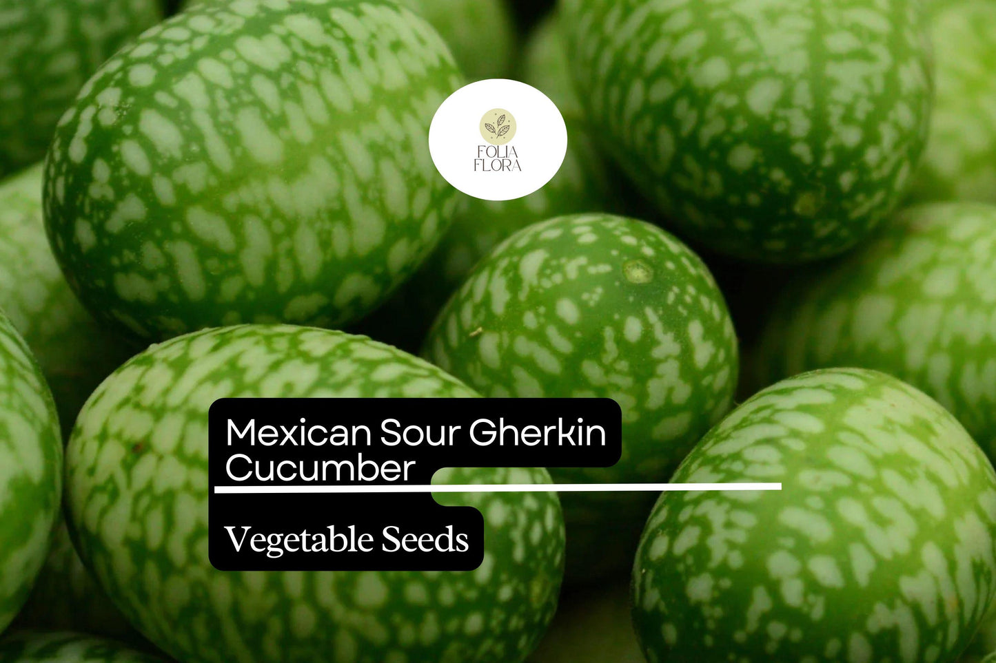 Mexican Sour Gherkin Seeds, Tiny Grape-sized Cucumbers, Heirloom Melothria scabra, Edible, Climbing Vine, Drought Tolerant
