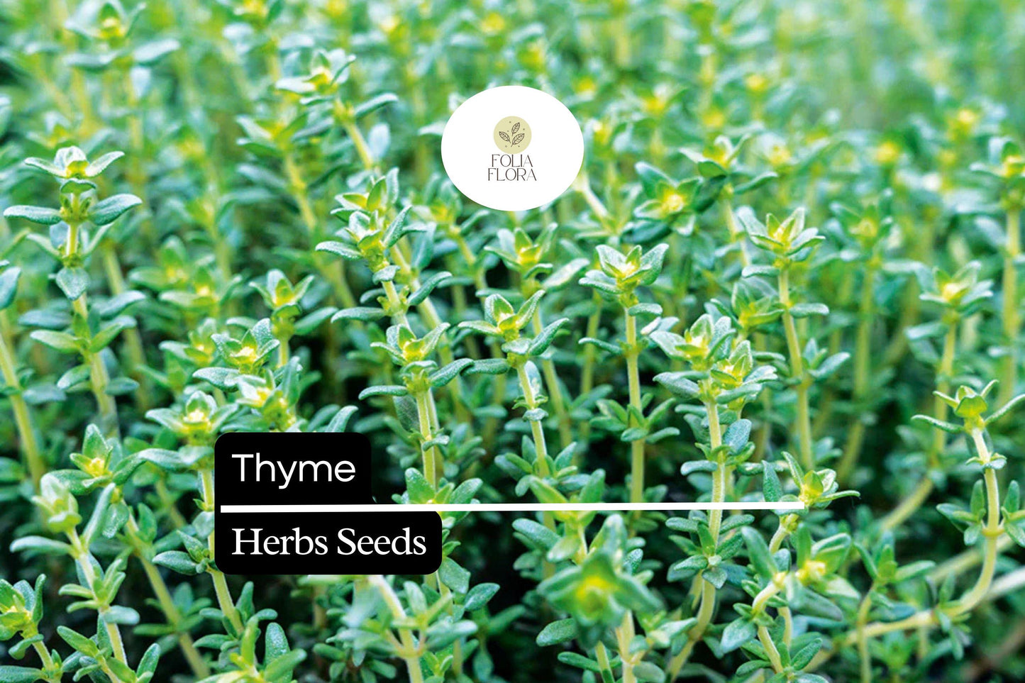 2200 Seeds Thyme (Thymus vulgaris) - Culinary Herb for Cooking, Seasoning & Pollinator Gardens, Perennial, Drought-Tolerant