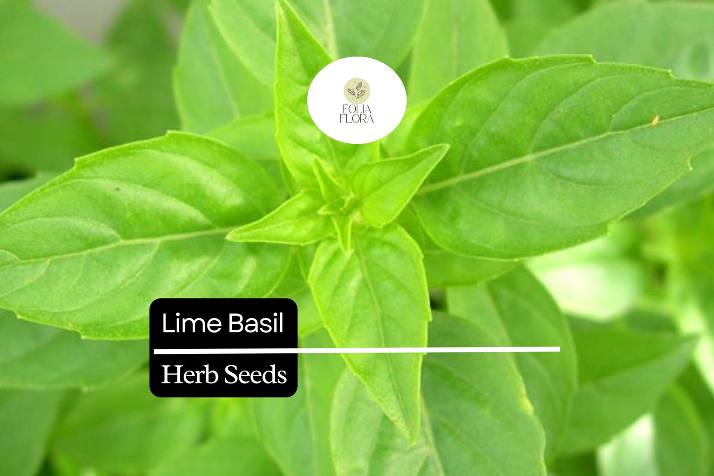 1000 Seeds Lime Basil (Ocimum basilicum) – Citrus-Scented Herb for Culinary & Garden Use, Compact, Bright Green Foliage