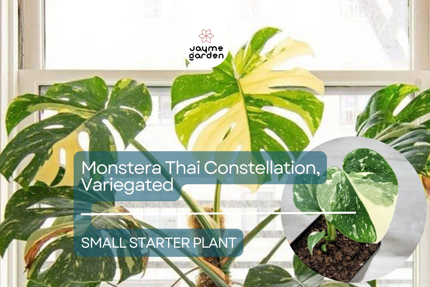 Monstera Thai Constellation Starter Plant - Variegated Monstera in 3" Pot - Tropical Indoor Foliage for Collectors