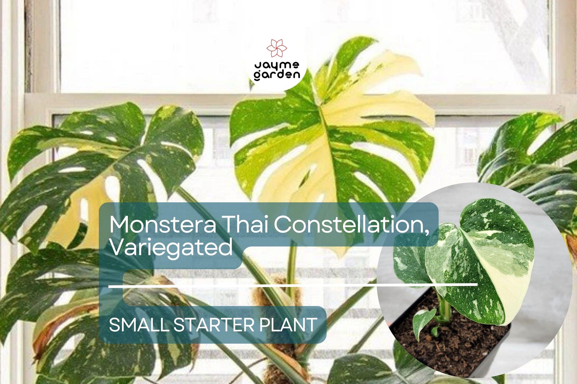 Monstera Thai Constellation Starter Plant - Variegated Monstera in 3" Pot - Tropical Indoor Foliage for Collectors