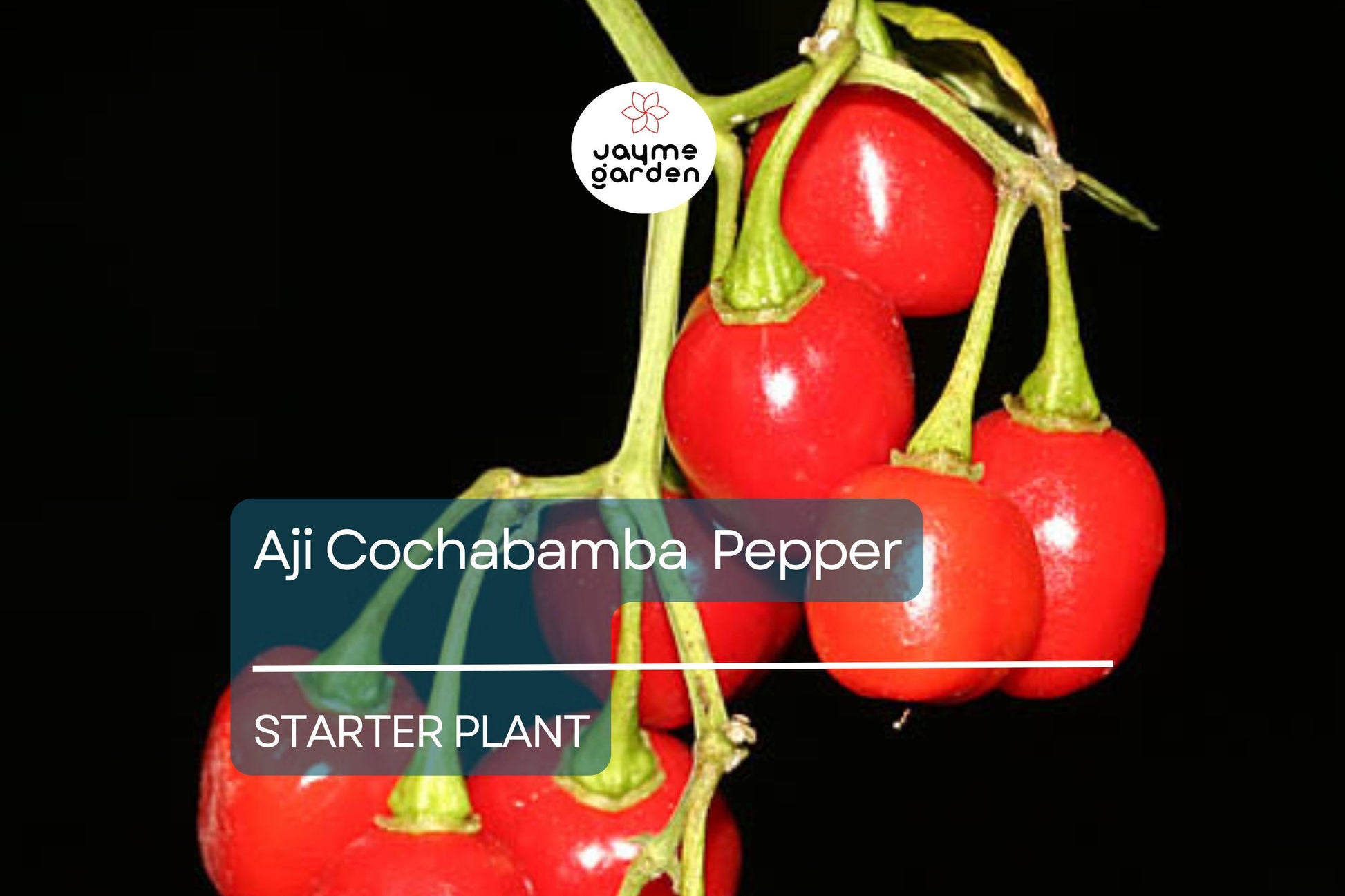 3 Aji Cochabamba Pepper Plants - Rare Edible Pepper, Sweet & Spicy Flavor, Outdoor Garden & Container Starter Plants