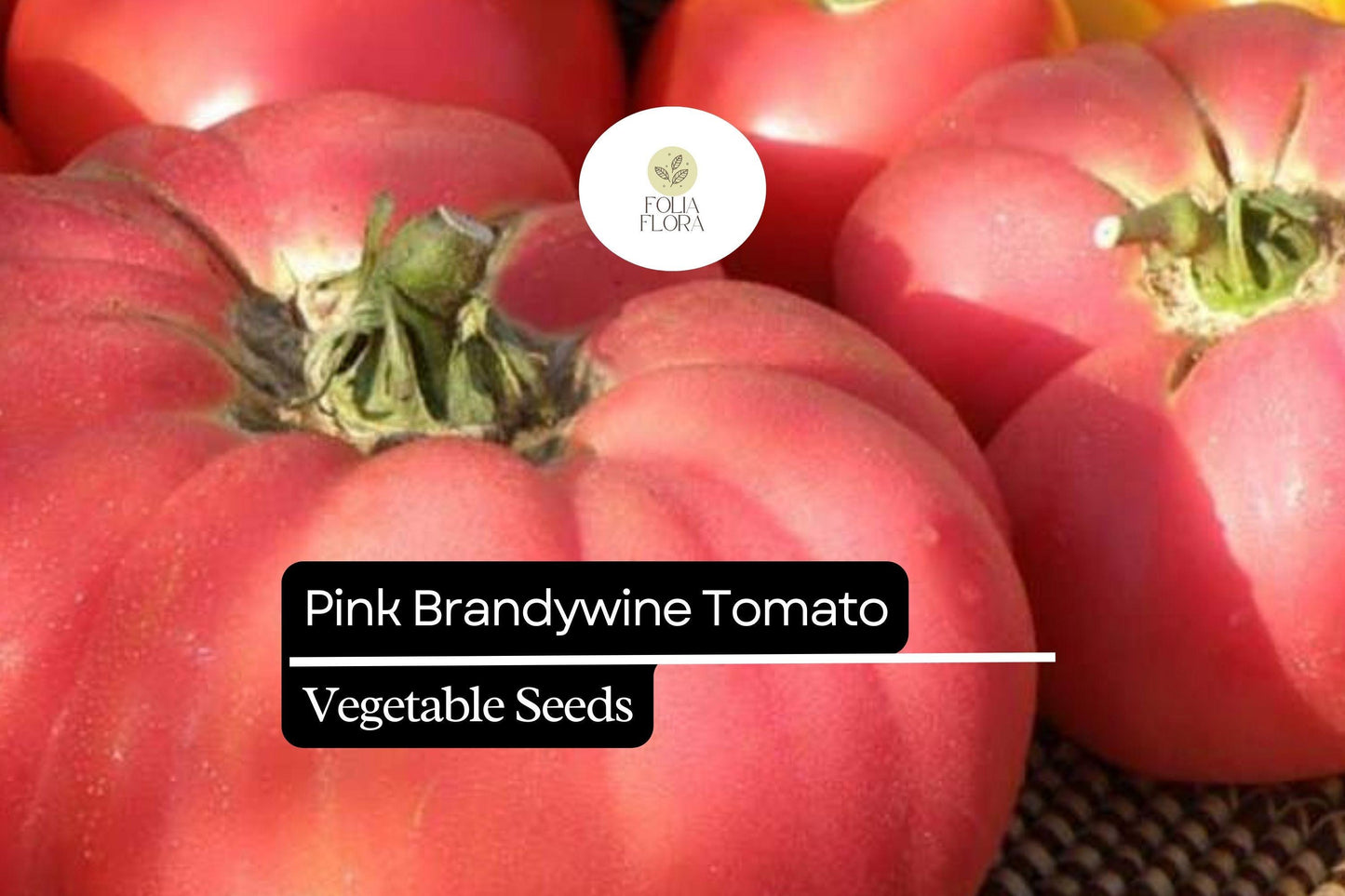 Pink Brandywine Tomato Seeds - Heirloom, Juicy, Large Pink Fruits, Solanum lycopersicum, Indeterminate, Gourmet-Quality Vegetables