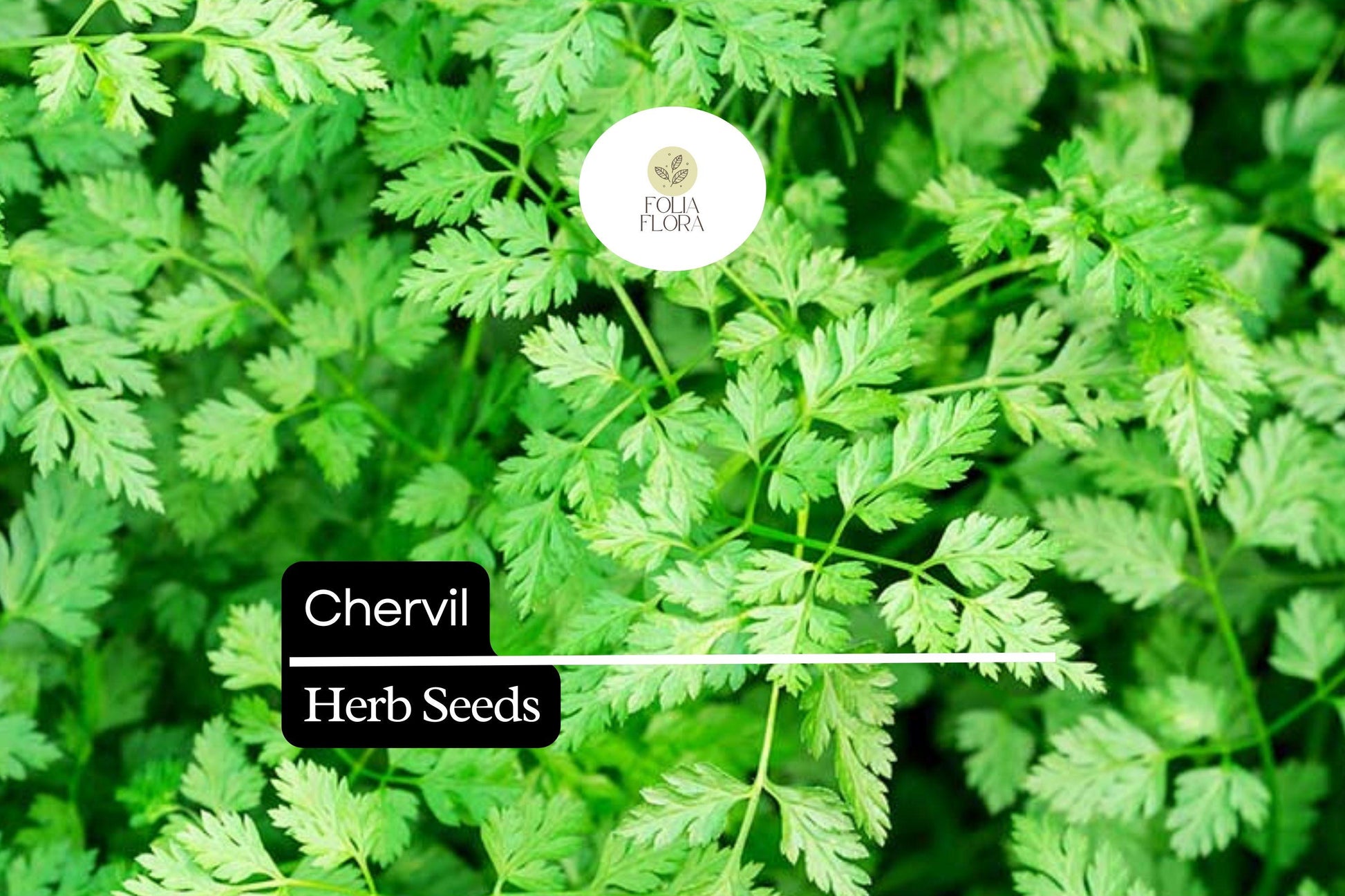 400 Seeds Chervil Herb Pack – Aromatic Anthriscus cerefolium for Cooking & Garnishing