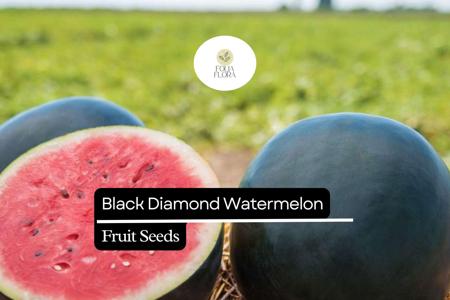 Black Diamond Watermelon Seeds – Heirloom, Large Juicy Fruit, Sweet Red Flesh, Vining Growth, Citrullus lanatus