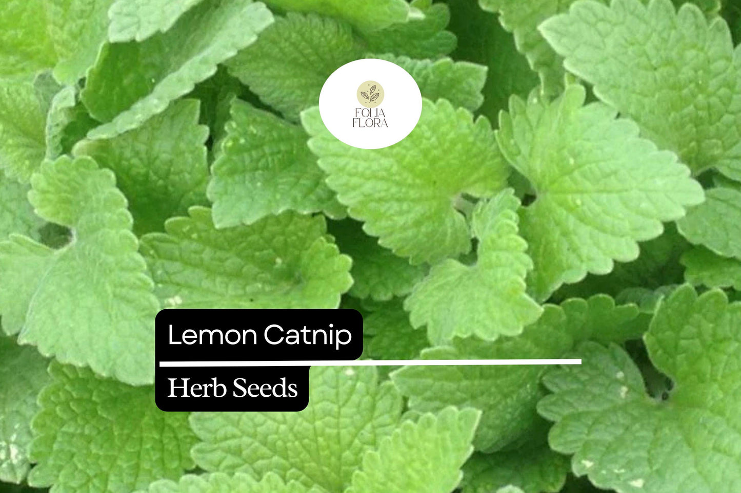300 Lemon Catnip Seeds – Citrus-Scented Herb for Cats, Gardens & Pollinators – Nepeta cataria var. citriodora