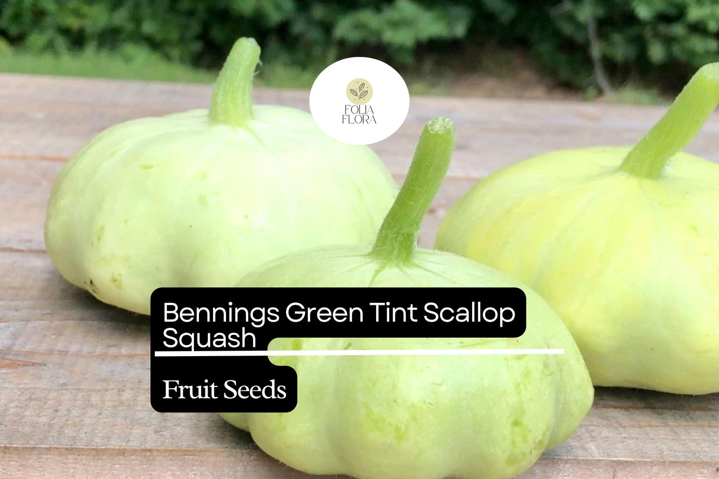 15 Bennings Green Tint Scallop Squash Seeds – Heirloom Pattypan Cucurbita pepo, Pale Green, Compact Bush Plant
