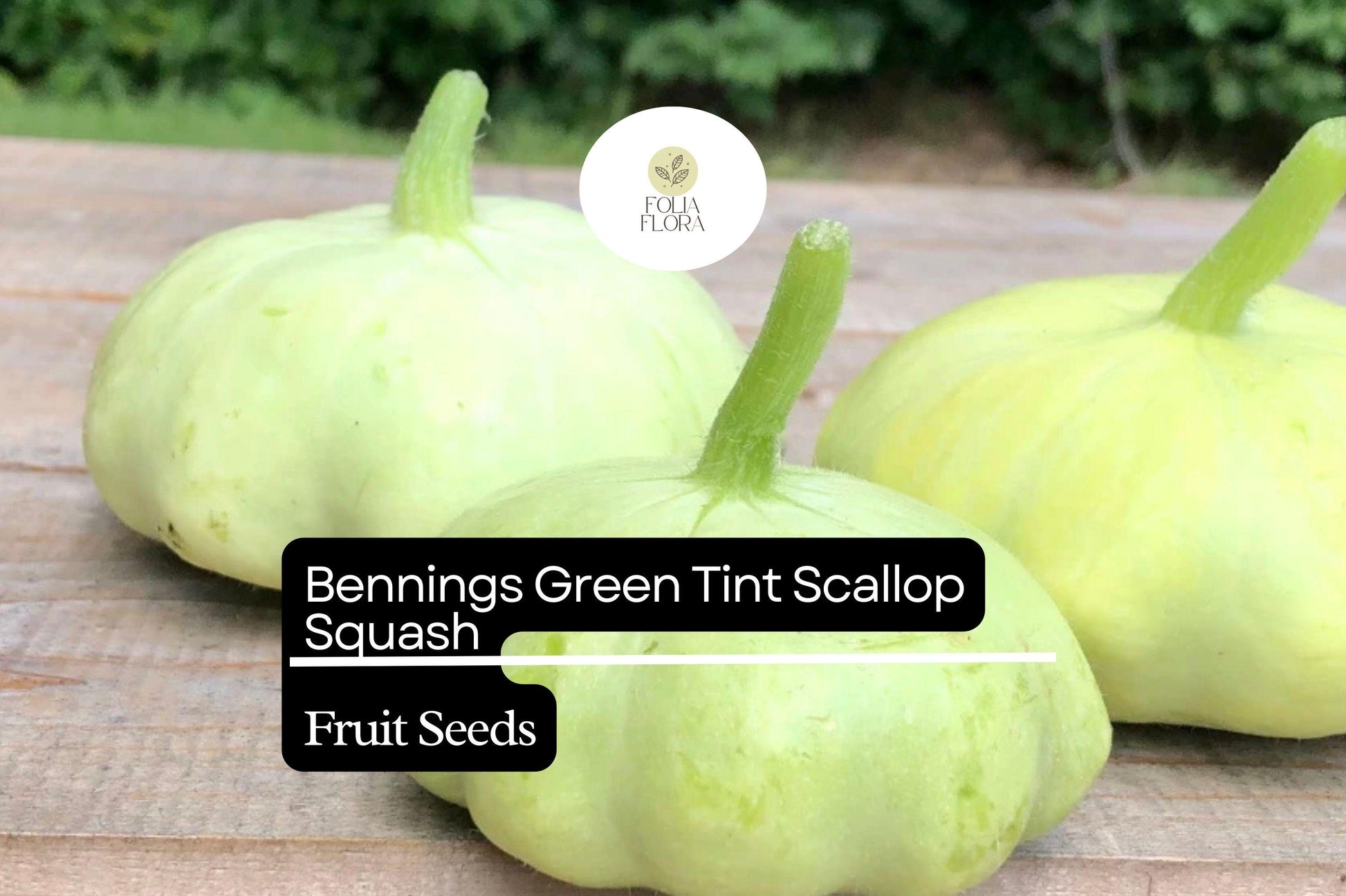 15 Bennings Green Tint Scallop Squash Seeds – Heirloom Pattypan Cucurbita pepo, Pale Green, Compact Bush Plant