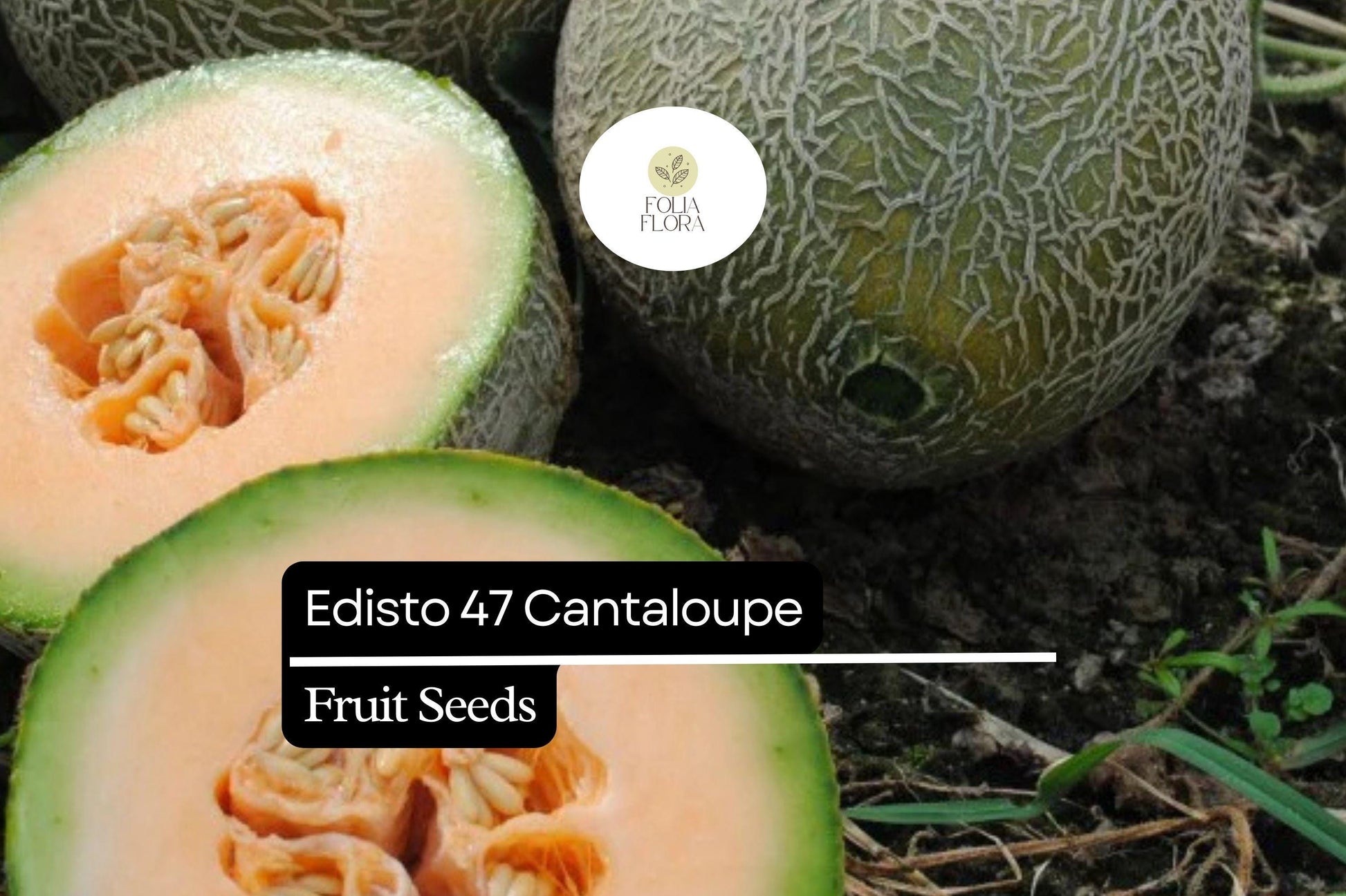 20 Seeds Edisto 47 Cantaloupe Heirloom Melon Seeds – Sweet, Heat-Tolerant Cucumis melo for Full Sun Gardens