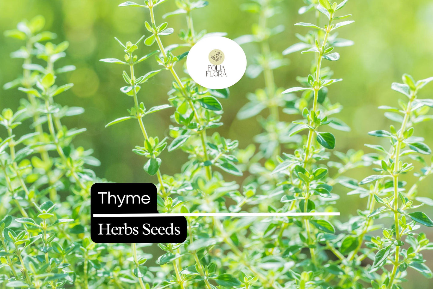 1100 Seeds Thyme (Thymus vulgaris) Culinary Herb for Cooking, Seasoning & Pollinator Gardens