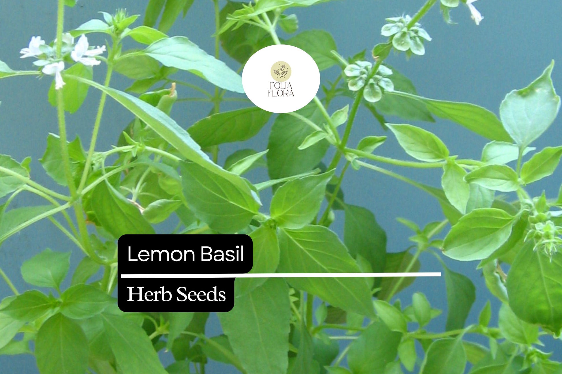 Lemon Basil Seeds - Fragrant Culinary Herb for Garden & Pots (Ocimum basilicum var. citriodora)