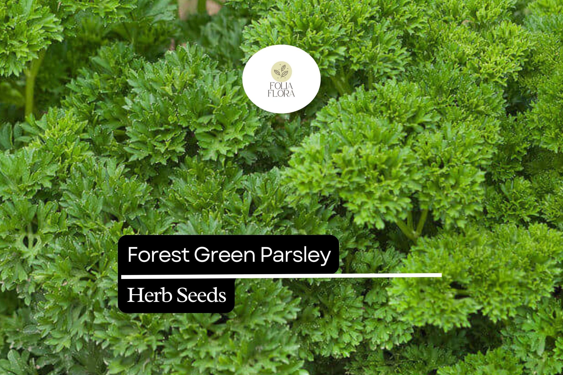 600 Seeds Forest Green Parsley (Petroselinum crispum) - Aromatic Herb for Culinary & Garden Use, Compact, Deep Green Leaves