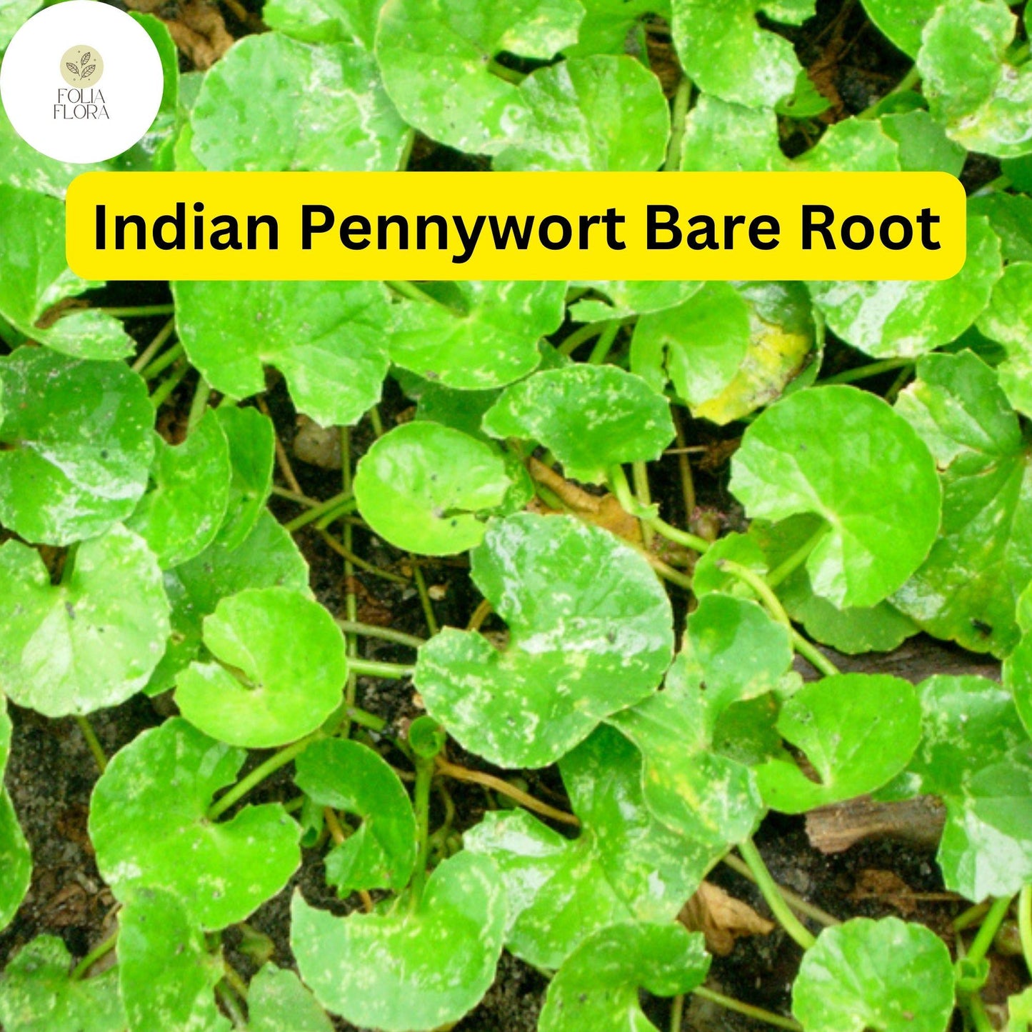 Indian Pennywort Live Plants - 10 Bare Root Centella asiatica for Ground Cover, Edible Herb, Container & Water Gardens