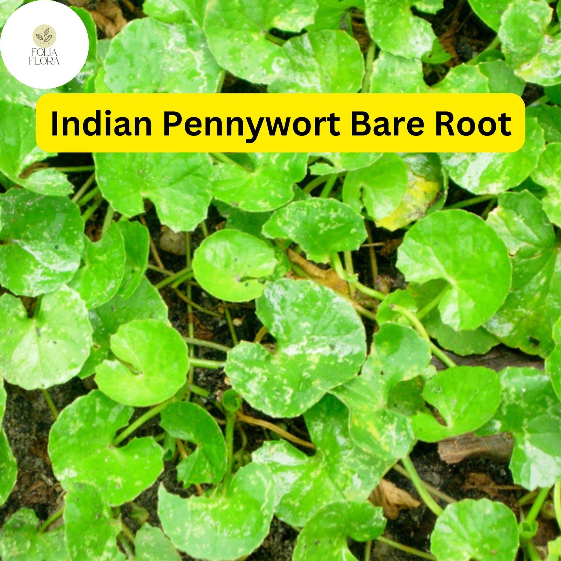 Indian Pennywort Live Plants - 10 Bare Root Centella asiatica for Ground Cover, Edible Herb, Container & Water Gardens