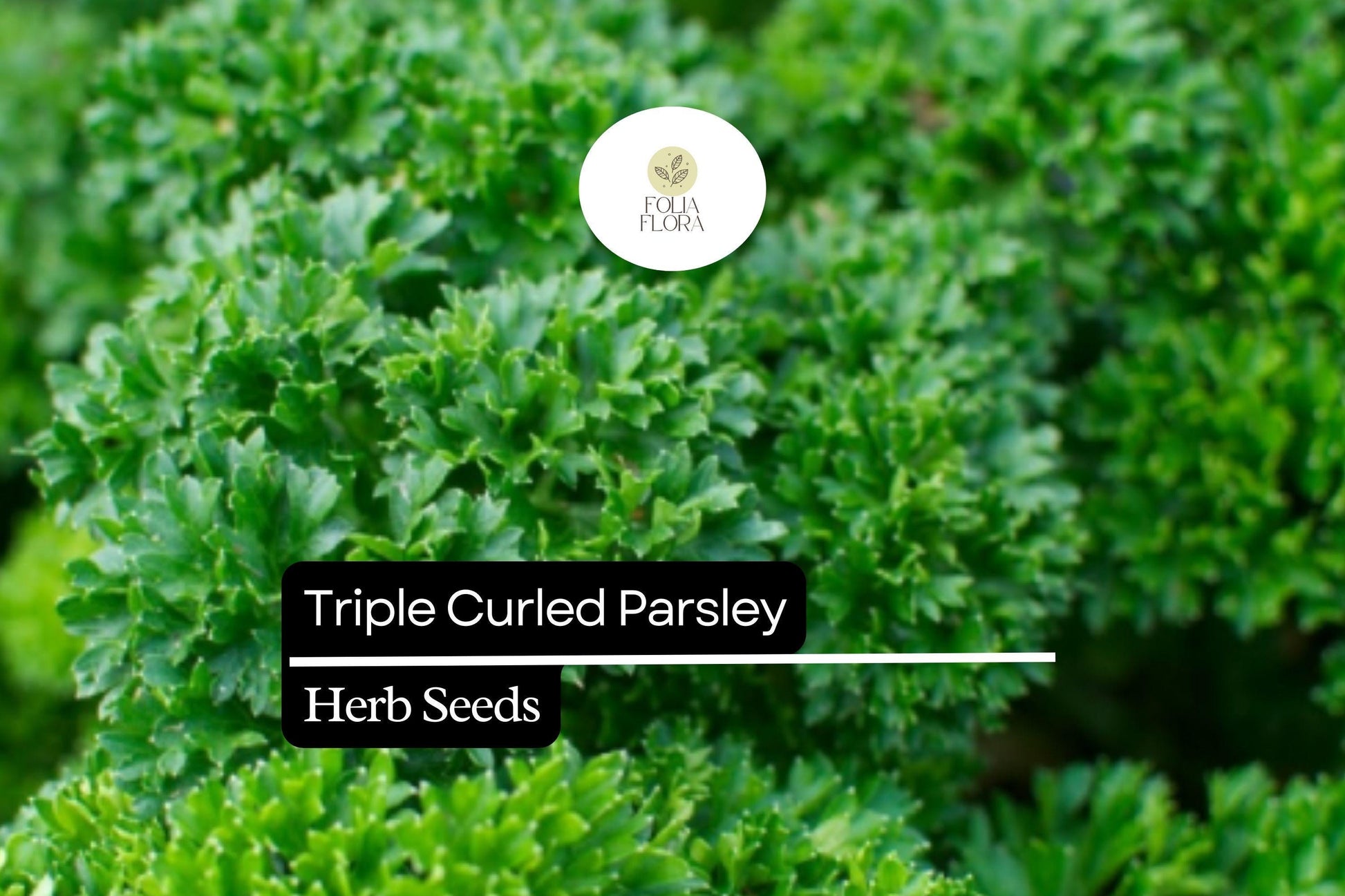 1000 Seeds Triple Curled Parsley Herb Seeds, Vibrant Green, Culinary & Ornamental, Petroselinum crispum
