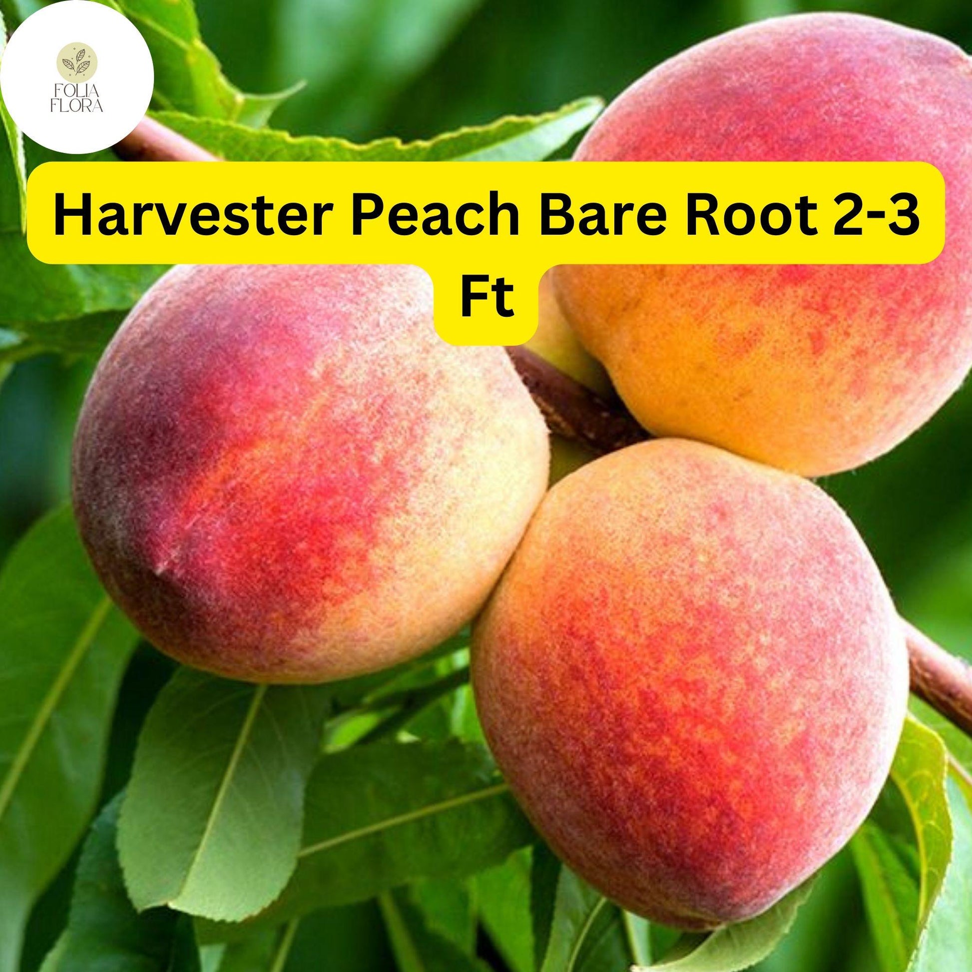Harvester Peach Tree - 2-3 Ft Bare Root Live Fruit Tree for Fresh Eating, Pies & Canning, Early Harvest, Freestone, Pink Blossoms