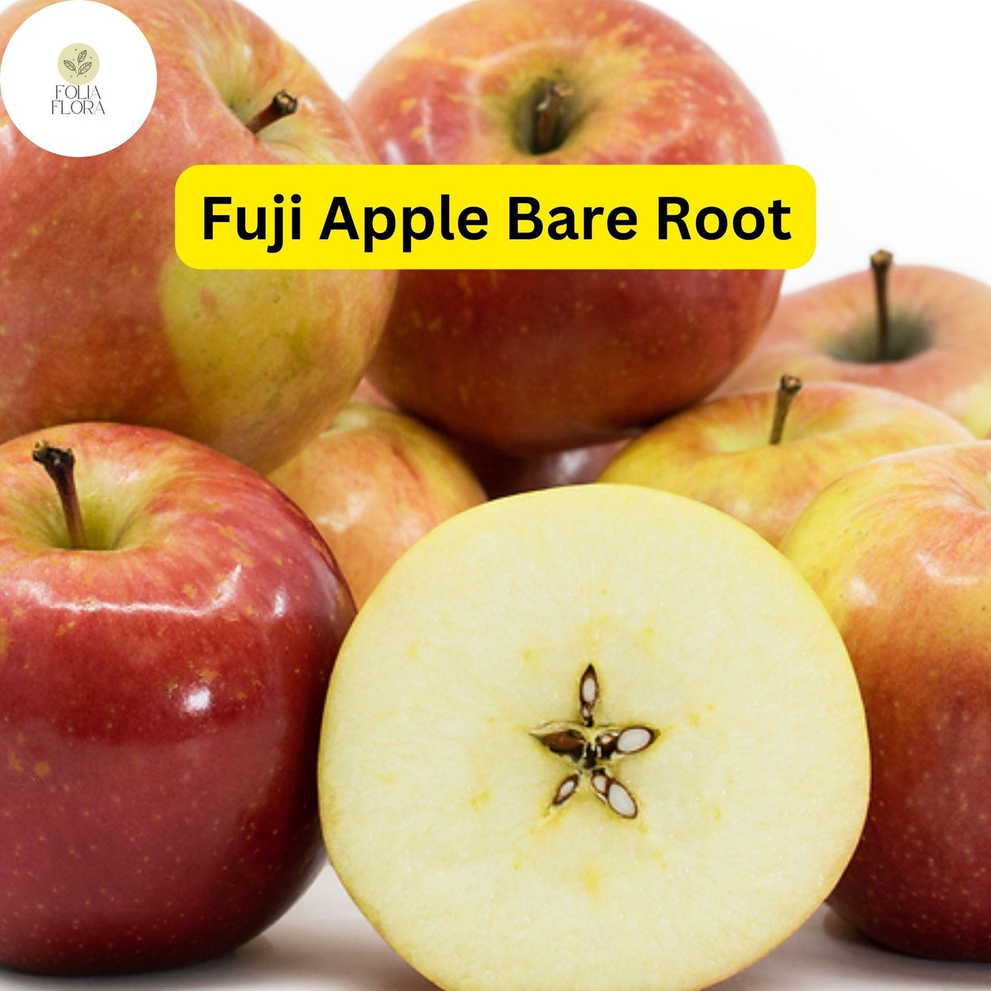 Live Fuji Apple Tree (Malus domestica) 2-3 Ft Tall, Fruit Tree for Home Orchard, Edible Garden