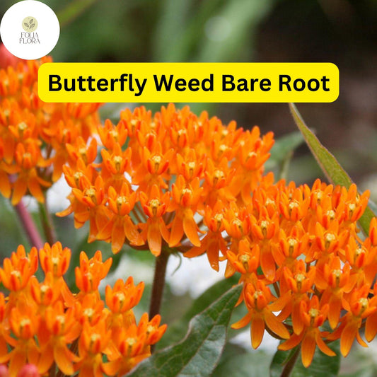 10 Butterfly Weed Plants (Asclepias tuberosa) Bare Root Perennials, Monarch Host & Pollinator-Friendly, Bright Orange Blooms