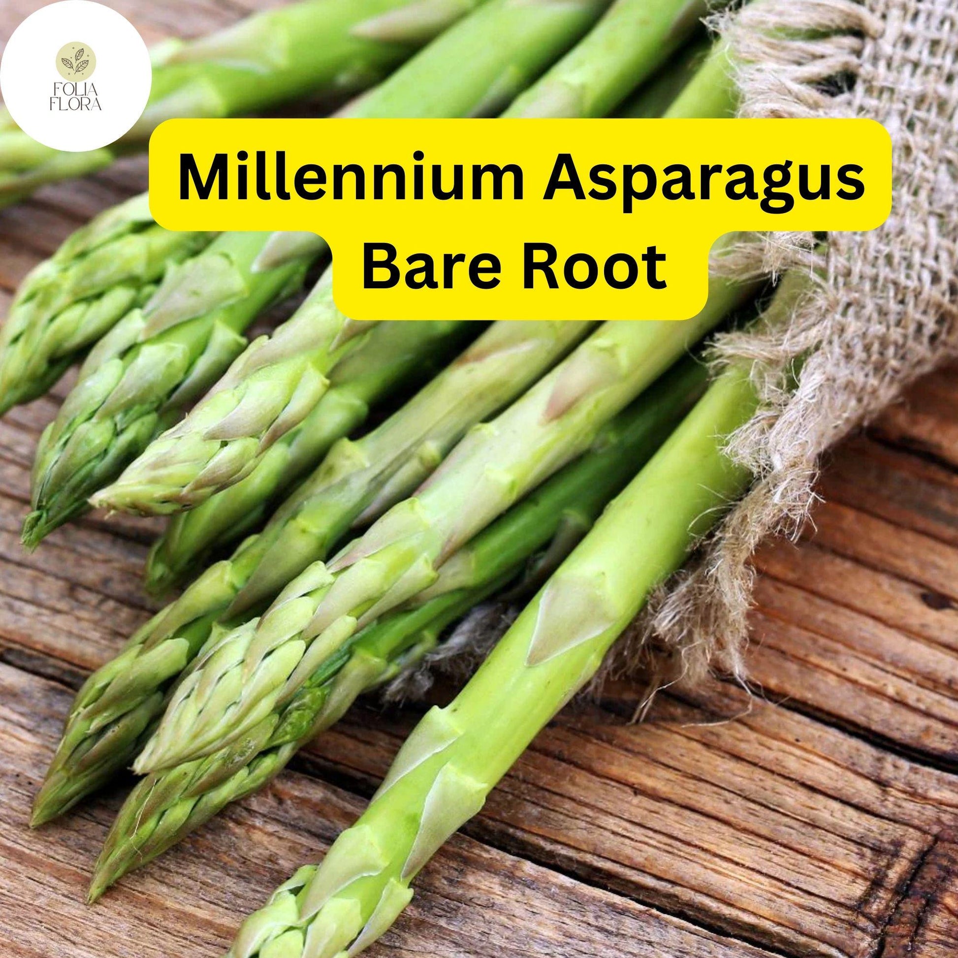 Millennium Asparagus Bare Root Plants, High Yield 2-Year Crowns, Asparagus officinalis, Green, Perennial Vegetable