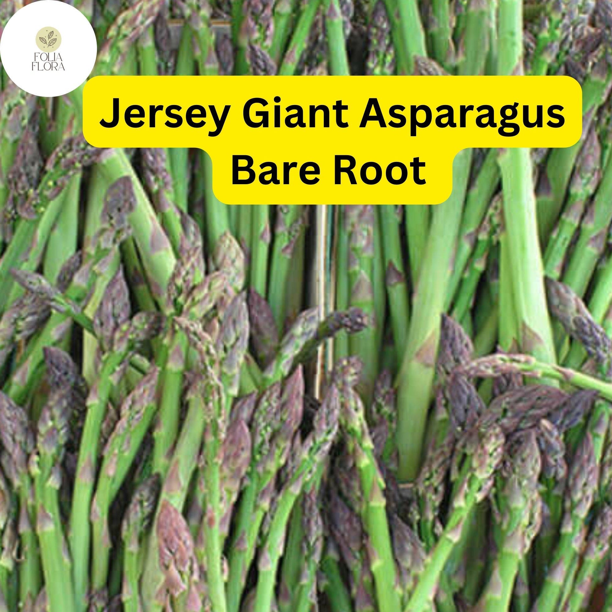 Green Jersey Giant Asparagus Bare Root Crowns - 10 Pack, High-Yield, Disease-Resistant, Perennial Vegetable, Asparagus officinalis