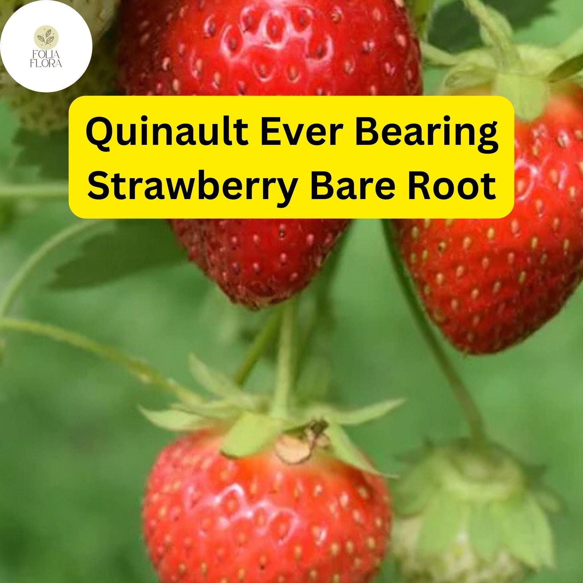 Quinault Ever Bearing Strawberry Plants - 25 Bare-Root, High-Yield, Sweet Fruit, Fragaria × ananassa
