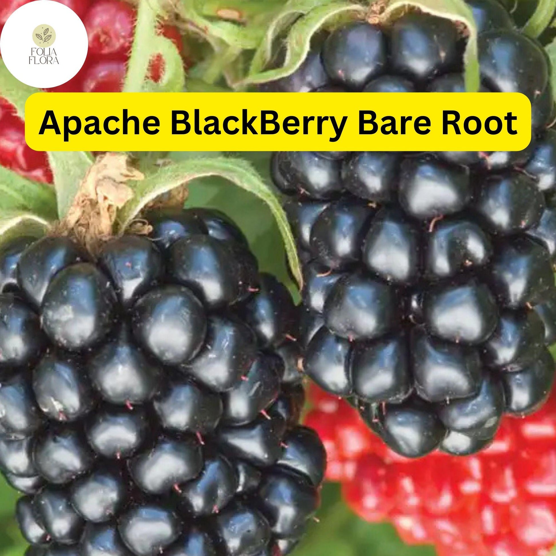Live Bare Root Apache Thornless Blackberry Plant Rubus high-yield fruit producer for home gardens