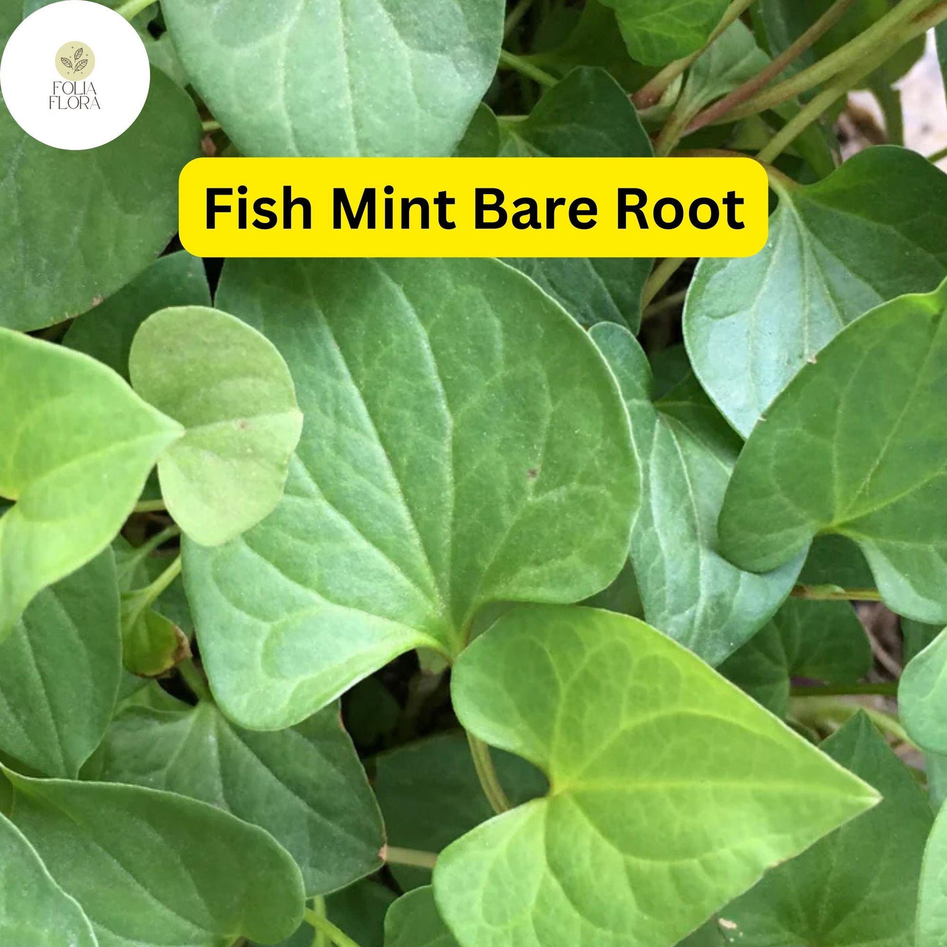 15 Live Fish Mint Plants, Houttuynia cordata, Perennial Ground Cover, Edible Herb, Asian Cuisine, Heartleaf, Chameleon Plant
