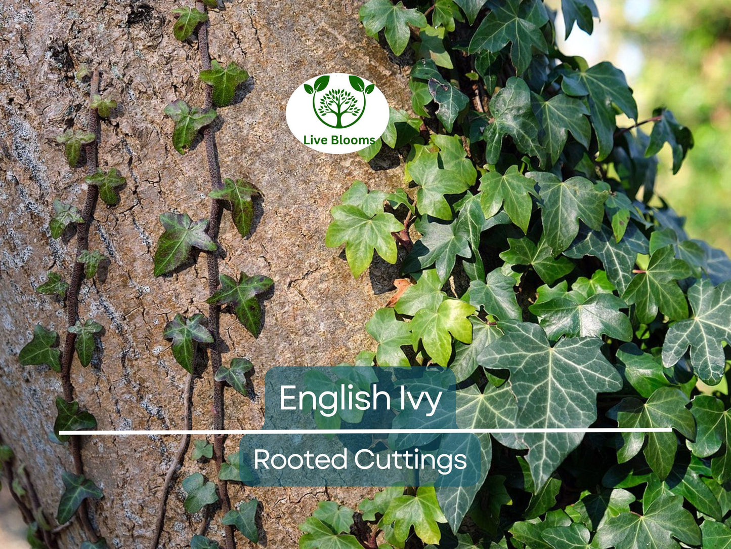 English Ivy Bare Root Plants 3" Hedera helix for Ground Cover, Living Fence, Patio Greenery, Lawn & Garden Vines