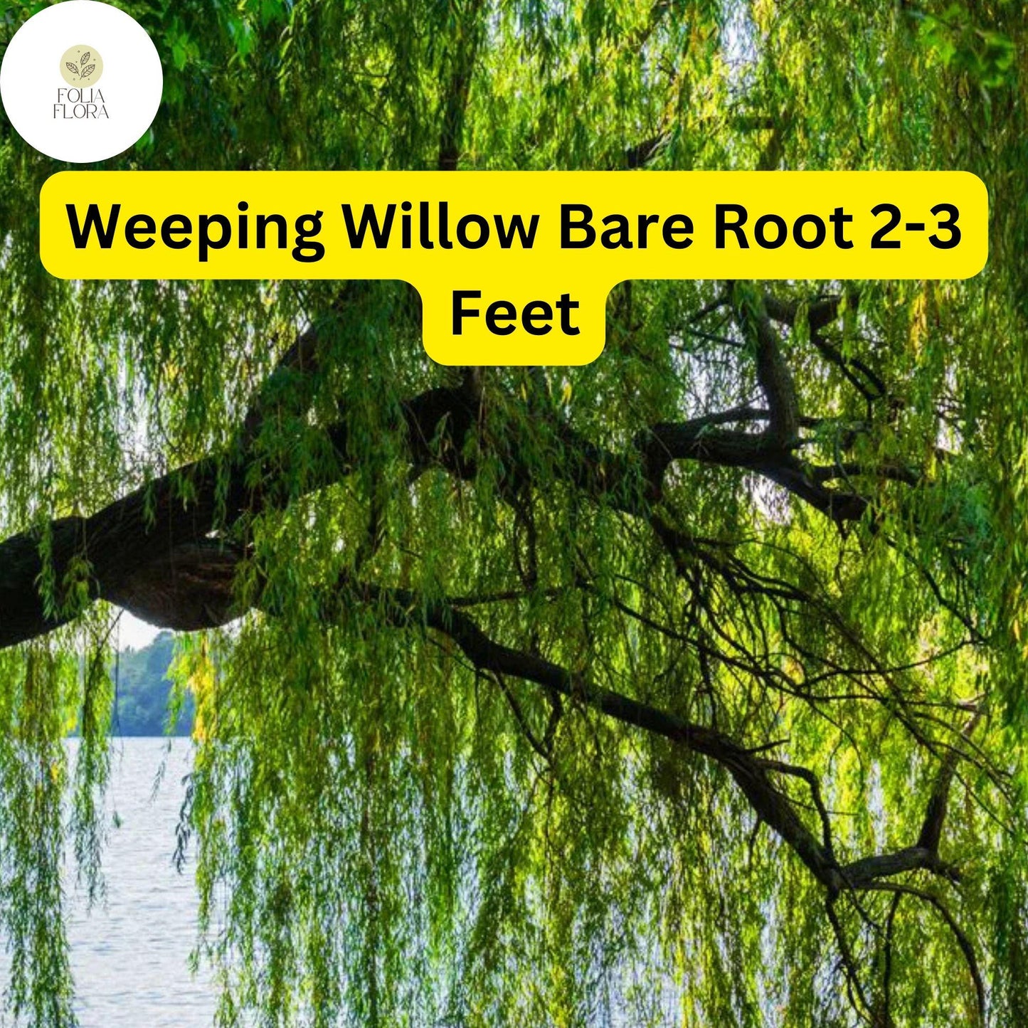 Weeping Willow Tree Bare Root Plant, 2-3 Feet Tall, Ornamental Shade Tree, Salix babylonica