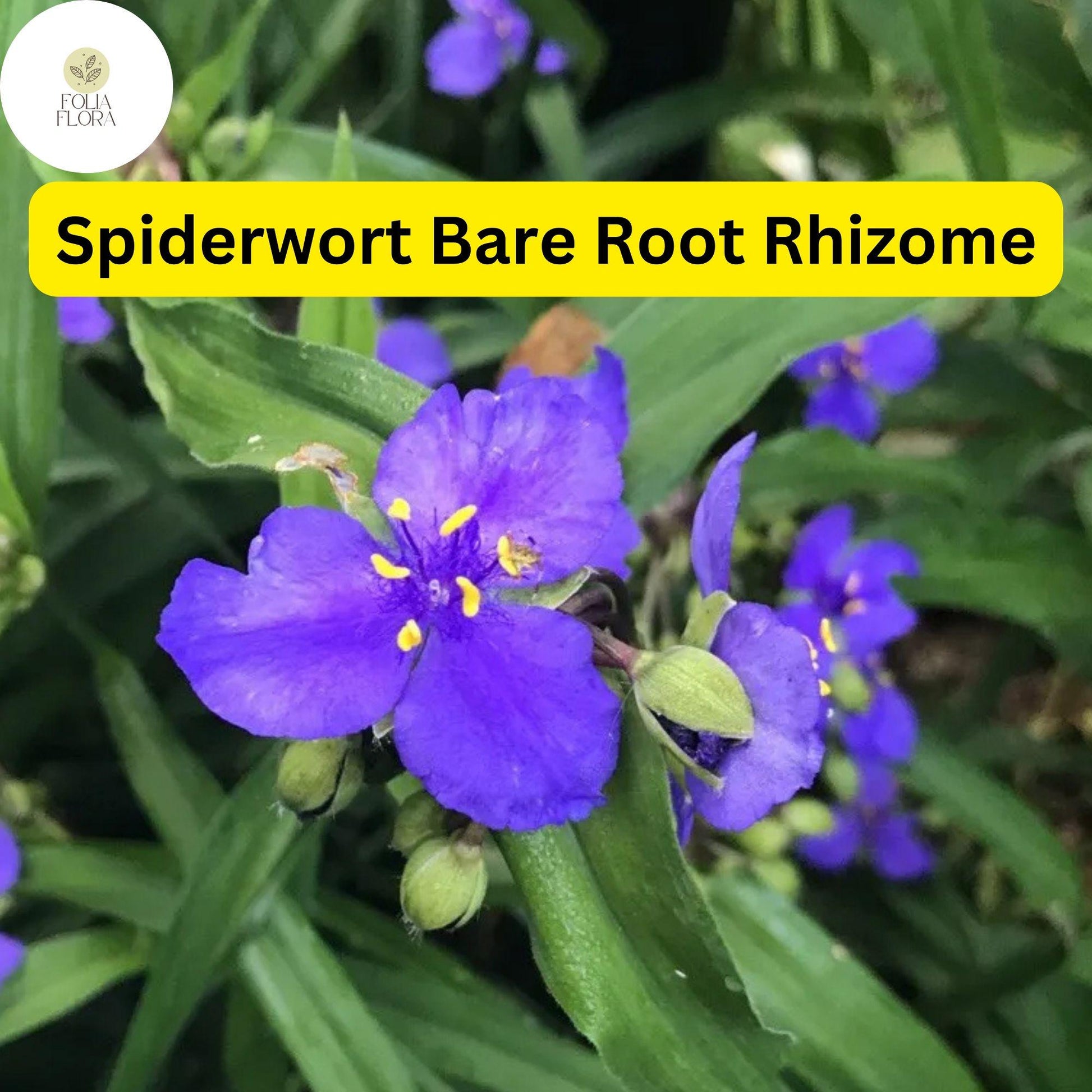 25 Spiderwort Plants (Tradescantia) Bare Root Rhizomes - Purple Flowers, Perennial, Pollinator-Friendly Garden Plants