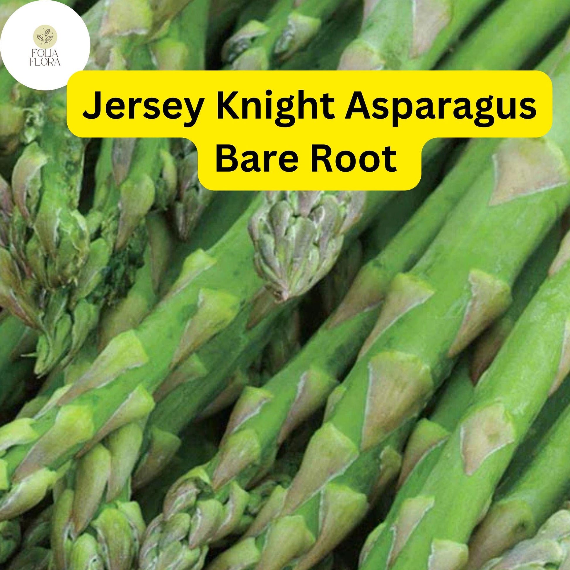 Green Jersey Knight Asparagus Bare Root Crowns – 2-Year-Old, High-Yield, Disease-Resistant Perennial, Vegetable Garden Plant