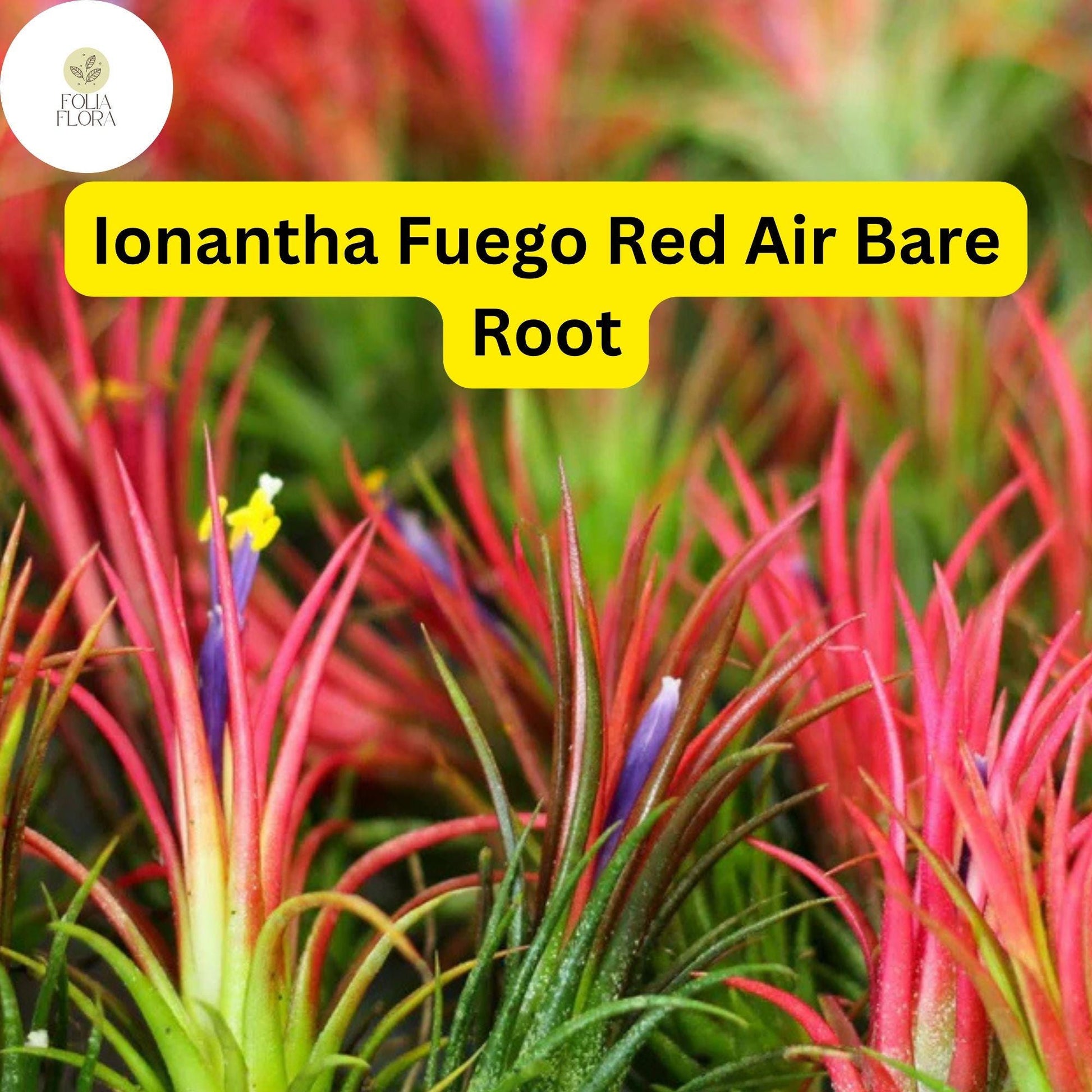5 Bare Root Ionantha Fuego Red Air Plants – Exotic, Low Maintenance Tillandsia, Indoor Decor, Vibrant Red & Green