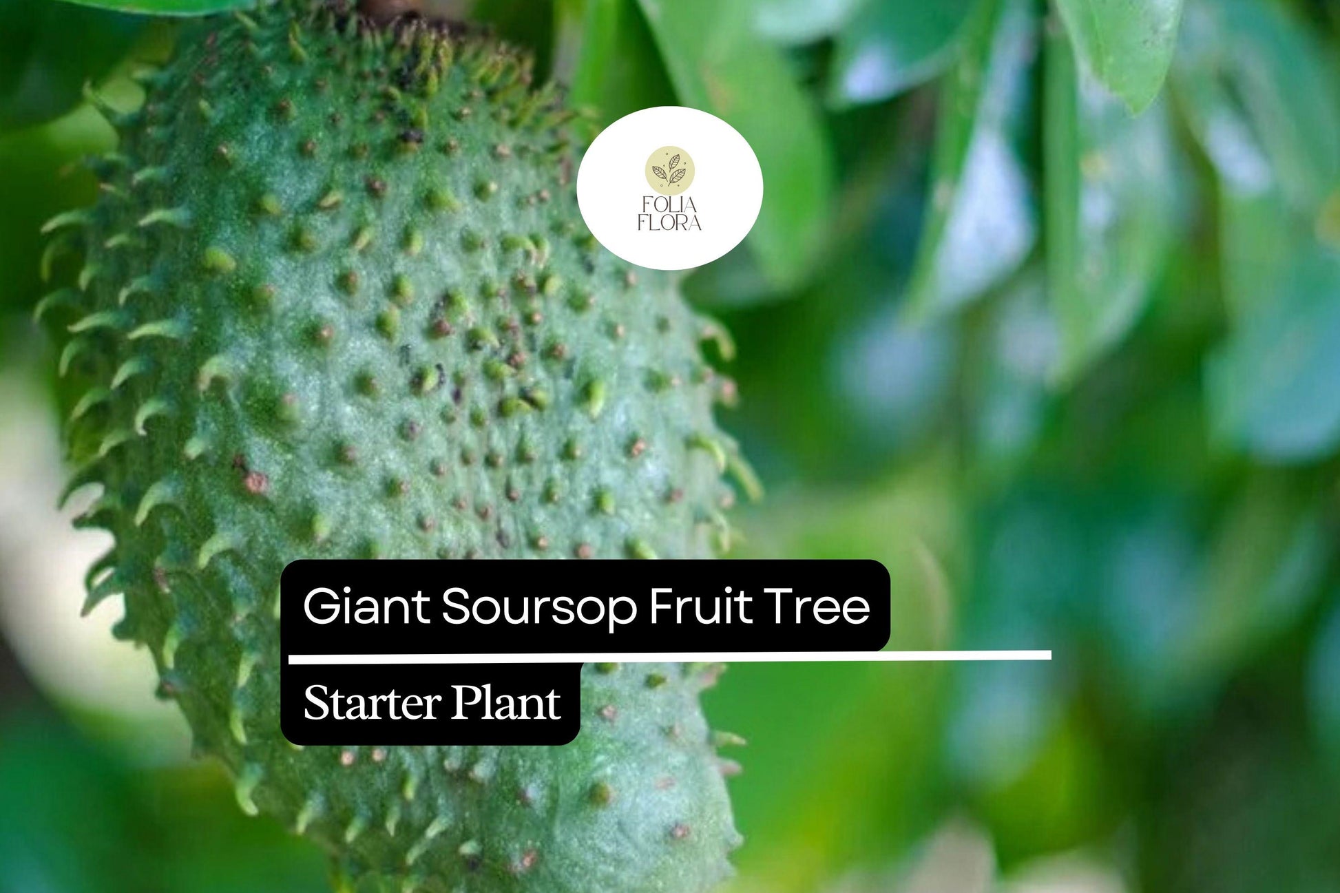 Giant Soursop Fruit Tree Live Starter Plant – Annona muricata, 3-4 ft, Tropical Edible Fruit, Ornamental, Fast-Growing