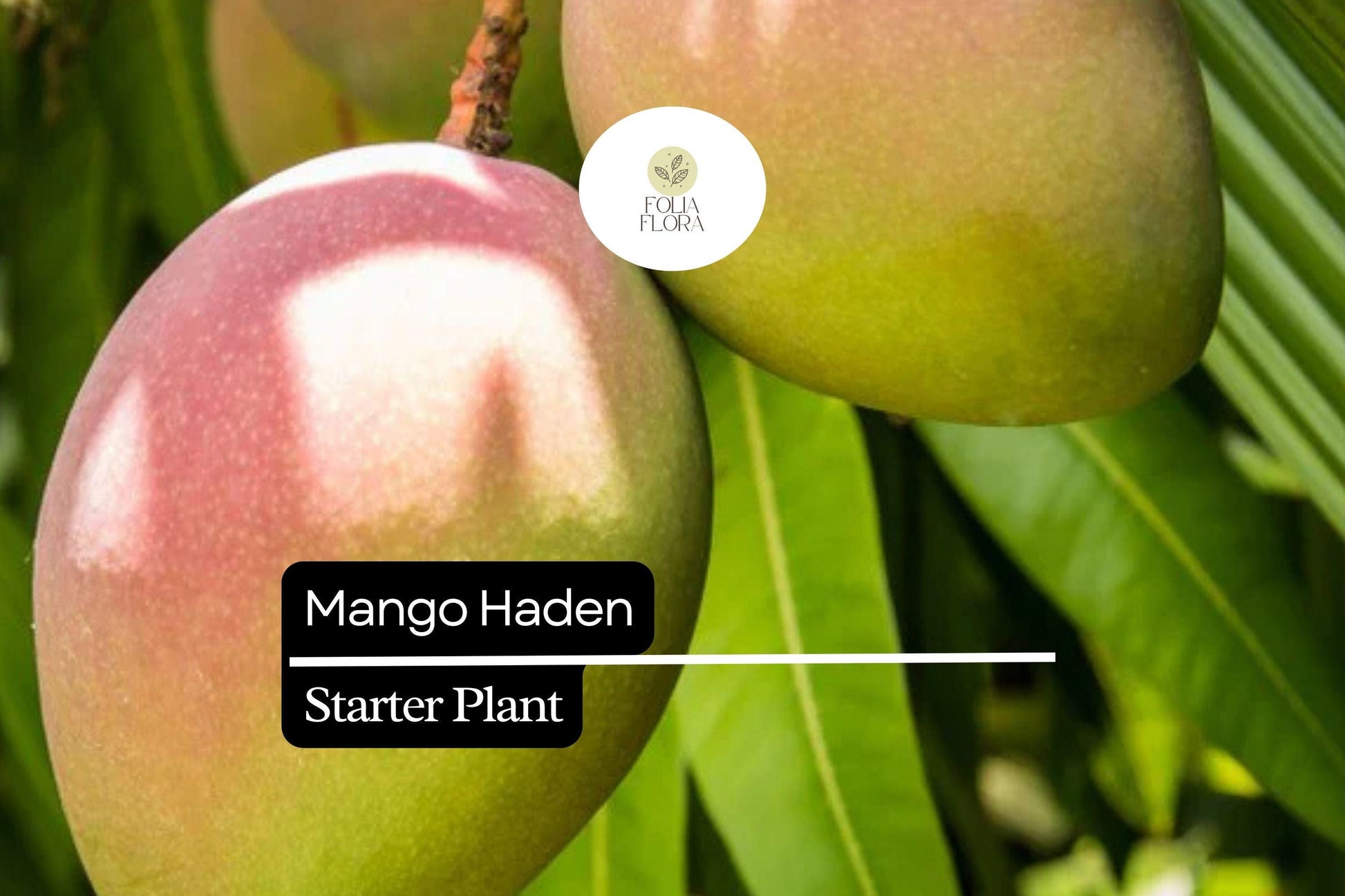 Live Mango Haden Tree Starter Plant – Tropical Fruit Tree, Edible, Juicy Mango, Mangifera, 12-24 Inches