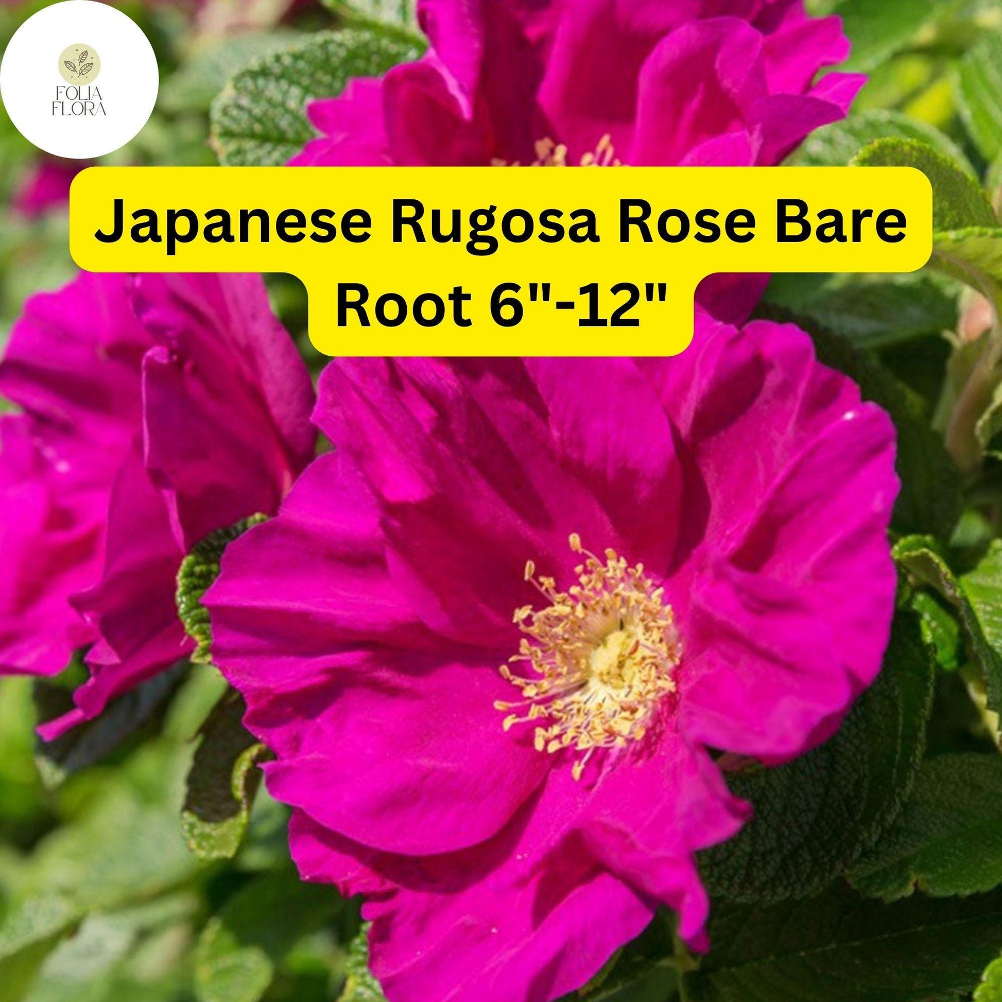 Japanese Rugosa Rose Bare Root Plant – 6-12 Inches, Pink Flowers, Fragrant, Hardy Rosa rugosa