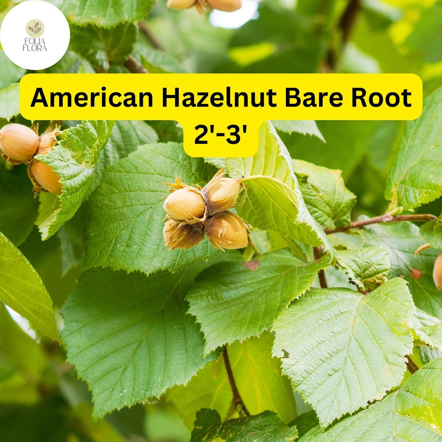 American Hazelnut Tree Bare Root Plant | 2'-3' Edible Nuts, Wildlife Support, Corylus americana