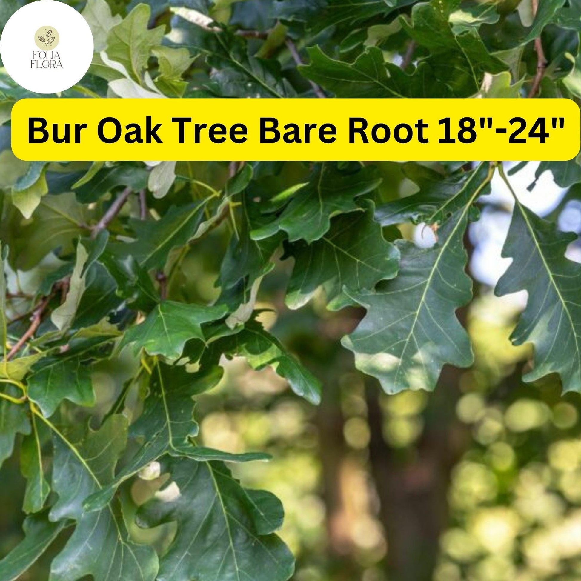 Live Bur Oak Tree - Bare Root 18-24" | Quercus macrocarpa | Drought-Tolerant Shade Tree for Landscaping & Wildlife