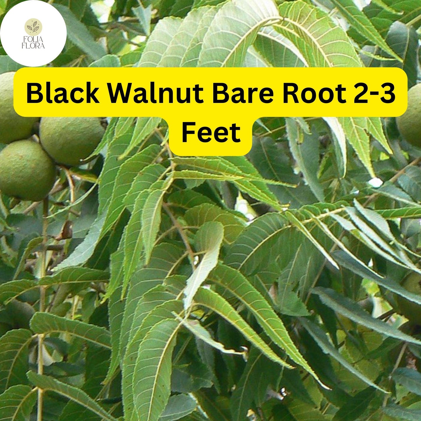Black Walnut Tree – Live Bare Root Plant, 2-3 Feet, Edible Nuts, Hardwood, Juglans nigra