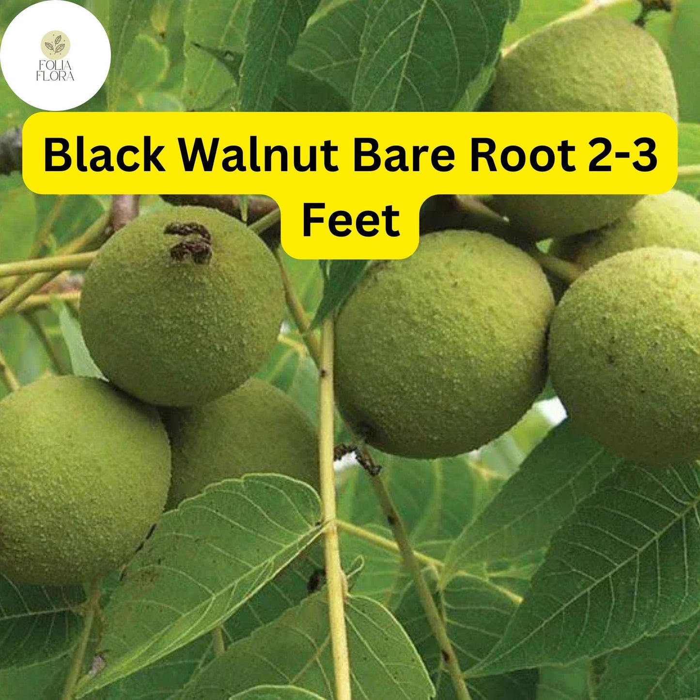 Black Walnut Tree Bare Root Plants – Nut-Producing Shade Tree Juglans nigra, 18-24" (2-Pack) for Zones 4-9