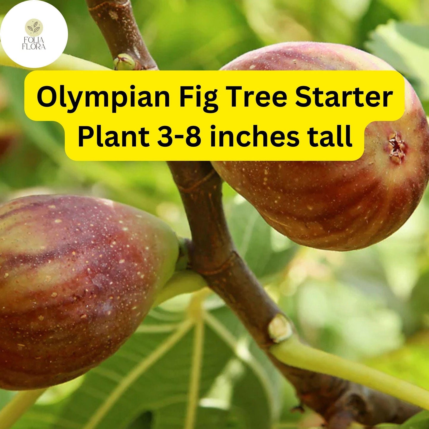 Live Olympian Fig Tree Starter Plant, Edible Figs, Ficus carica, Compact, Cold-Hardy, Home Garden, Patio, Small Orchard