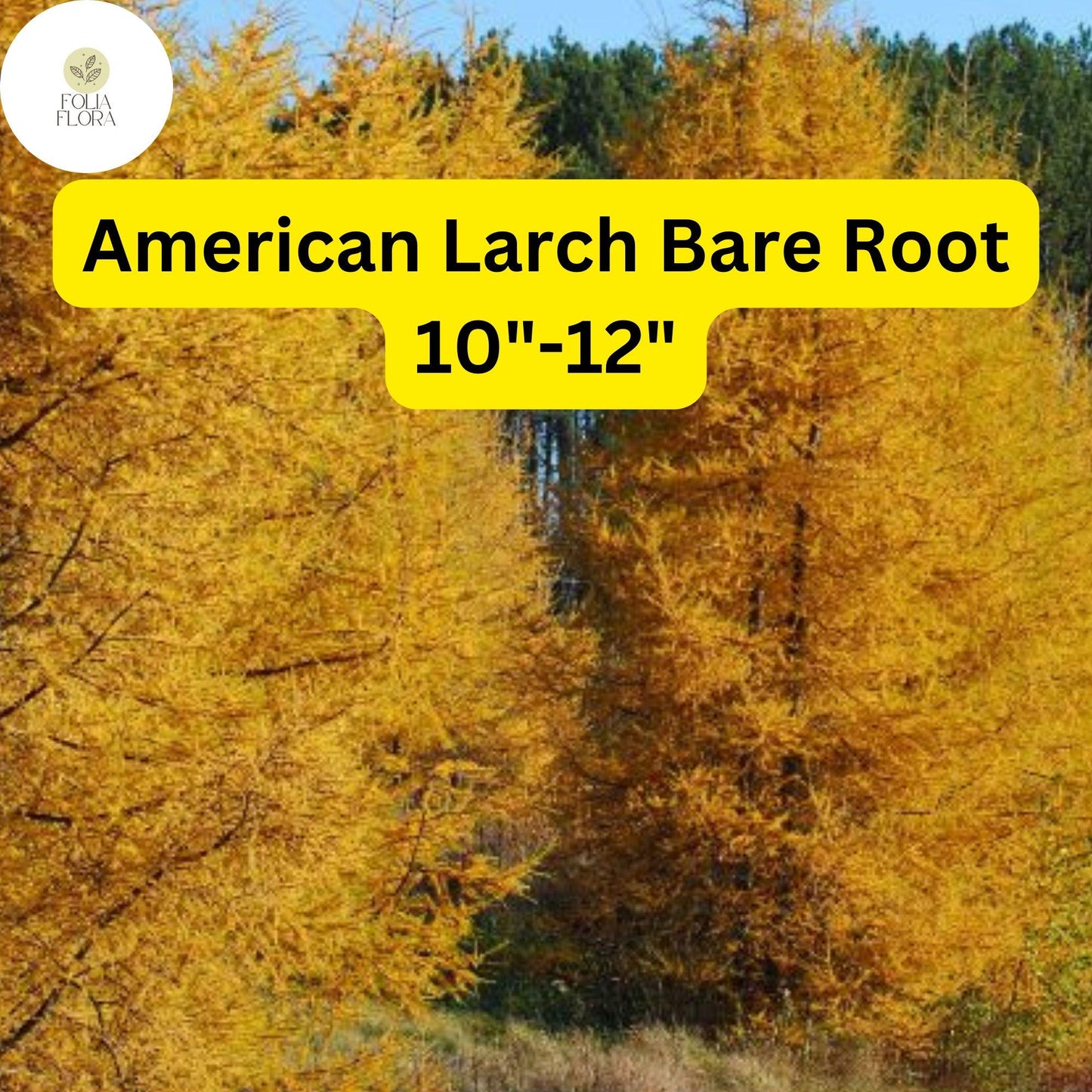 American Larch Tree Bare Root Larix laricina Hardy Deciduous Conifer for Landscaping