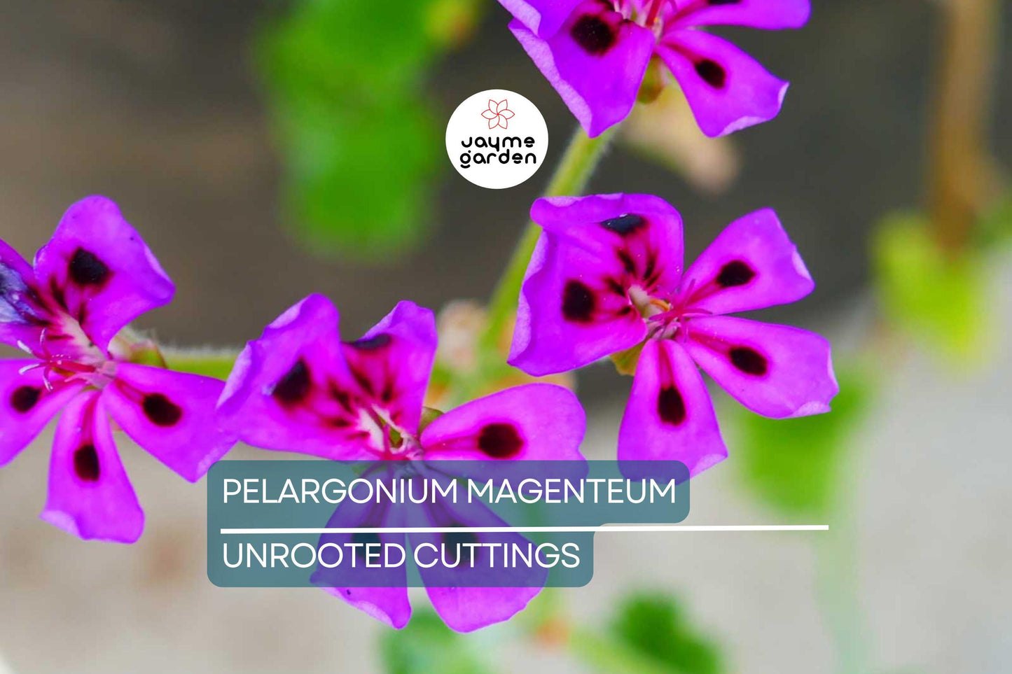 Pelargonium Magentum Cuttings - Healthy, Colorful Garden Plant for Winter & Spring Blooms - Pelargonium magentum