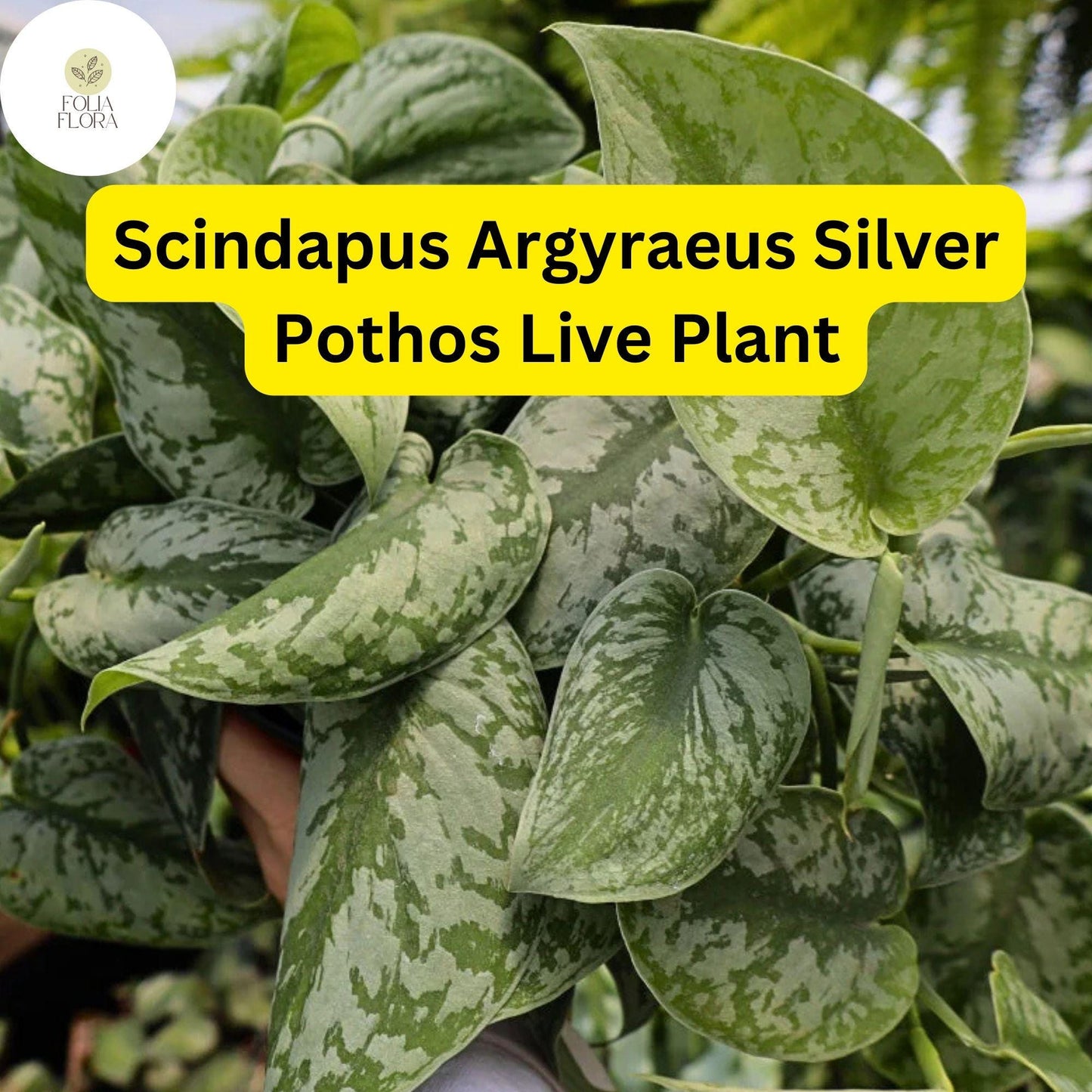 Silver Pothos Live Plant – 4-Inch Pot, Scindapsus Argyraeus, Trailing Vine, Air-Purifying Indoor Houseplant