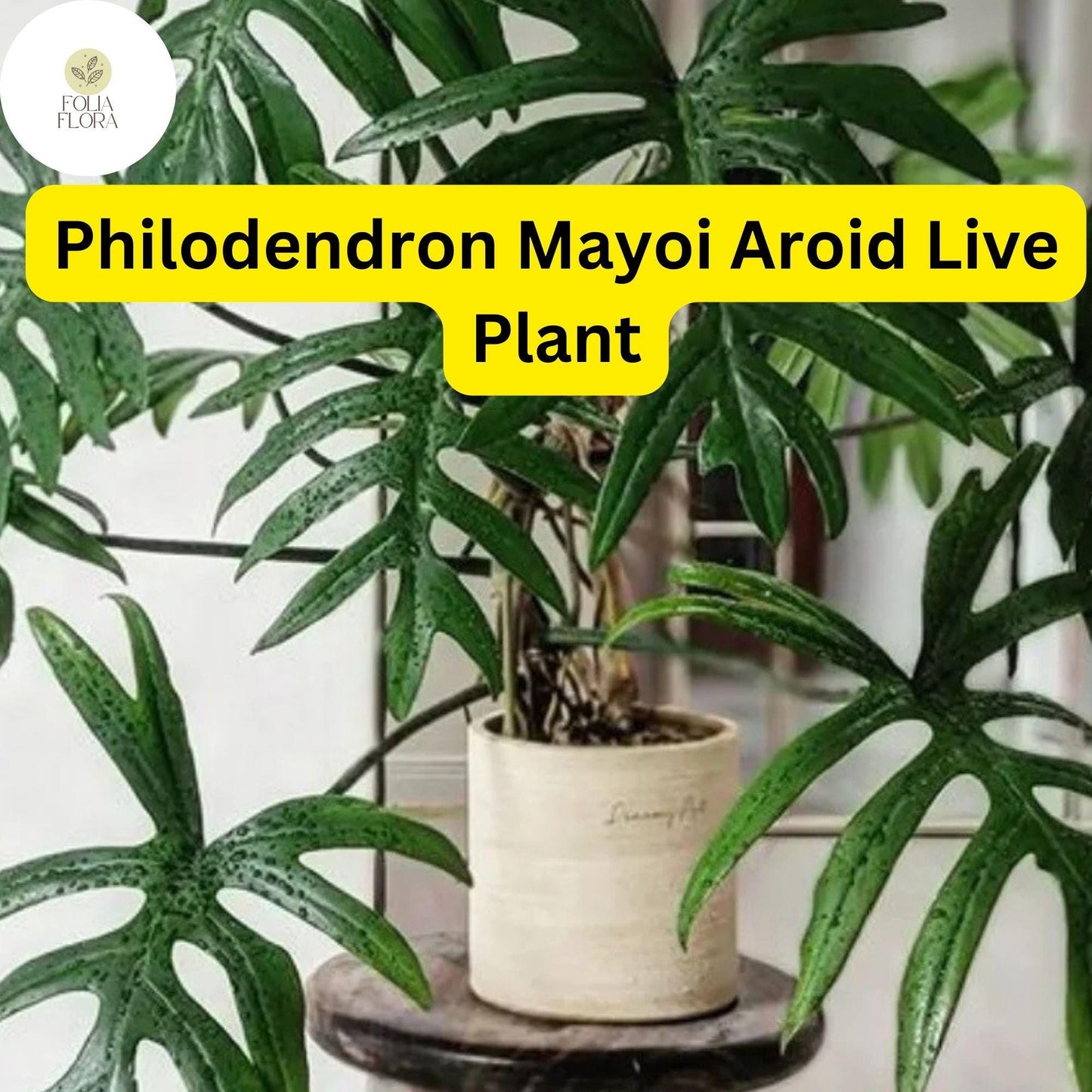 Philodendron Mayoi Aroid Indoor Plant in 4-Inch Pot, Tropical Foliage, Easy-Care, Air-Purifying Houseplant