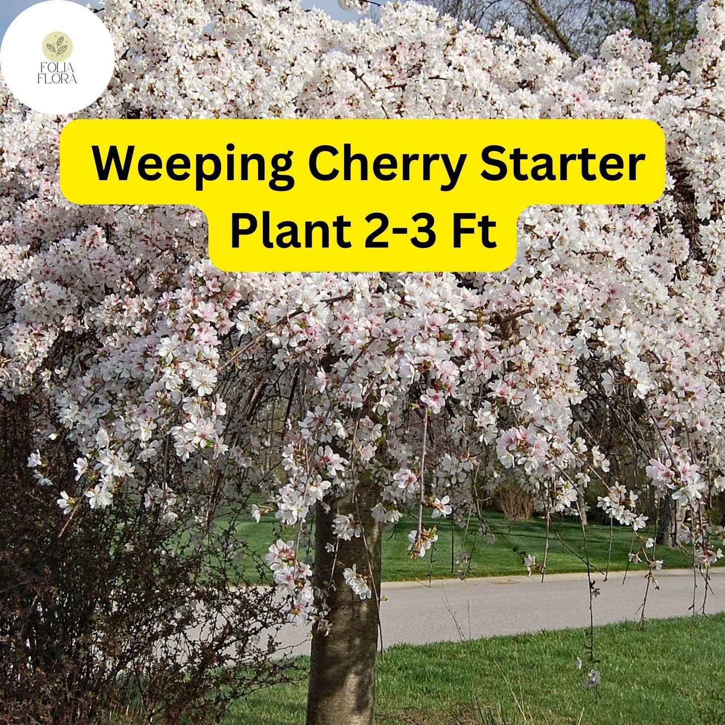 Live Weeping Cherry Tree, 2-3 ft, Prunus pendula, flowering ornamental tree for landscape and garden