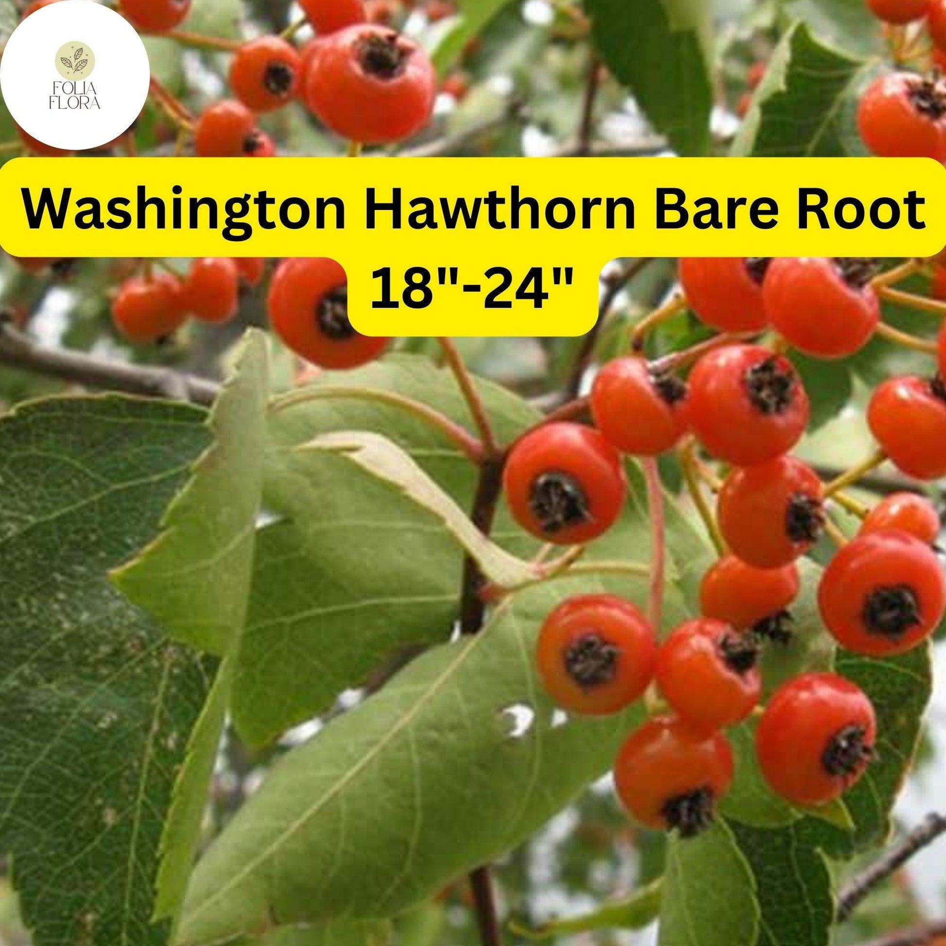 Washington Hawthorn Tree Bare Root 18-24 Inches Crataegus phaenopyrum Small Ornamental Tree with White Flowers and Red Berries