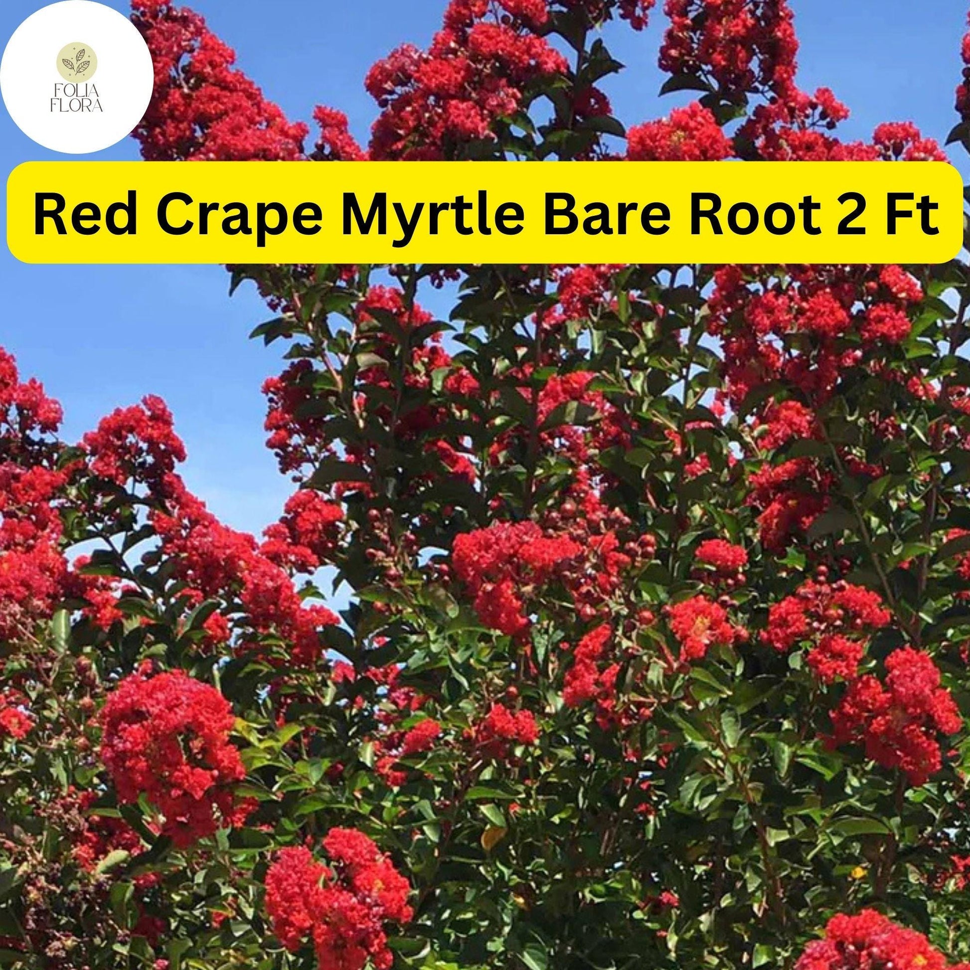 Live Bare Root Red Crape Myrtle Trees - 2ft Tall, Lagerstroemia indica, Vibrant Red Blooms, Ornamental Landscaping