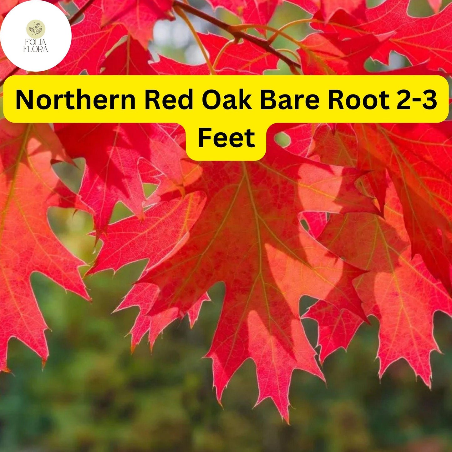 Northern Red Oak Tree Bare Root 2-3 Feet Quercus rubra for Landscaping, Fall Foliage, Shade