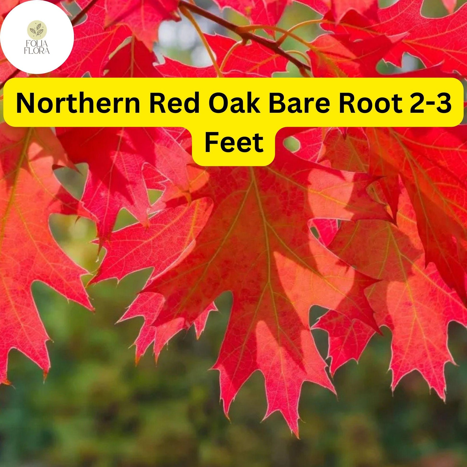 Northern Red Oak Tree Bare Root 2-3 Feet Quercus rubra for Landscaping, Fall Foliage, Shade