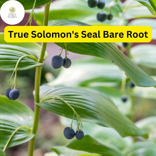 10 Bare Root Solomon's Seal Plants (Polygonatum biflorum) - Shade-Loving Perennials for Woodland Gardens